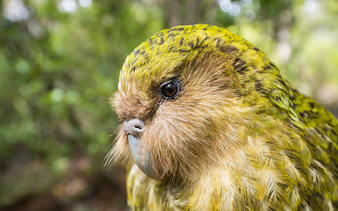 Back from the Brink: Breakthrough Artificial Insemination Program Keeping NZ’s Kakapo from going Extinct
