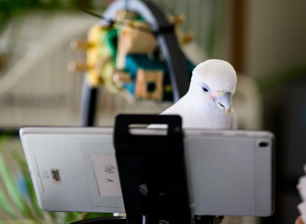 Researchers Taught Lonely Parrots to Video Call Each Other; The Results Were Astonishing